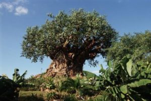 Animal Kingdom