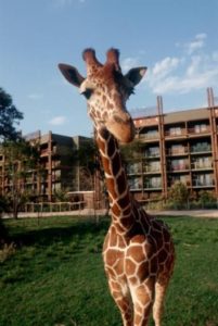 Giraffe