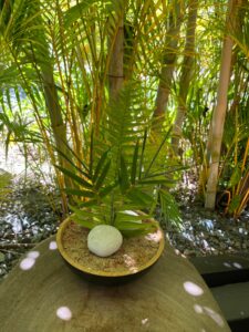 Club Med Plant