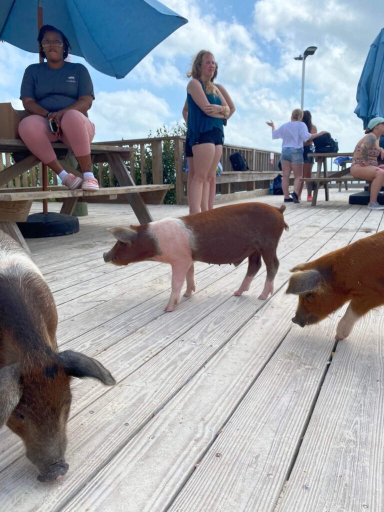 Swim with the Pigs