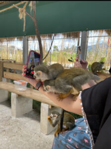 Social Monkeys