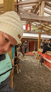 Sled Dogs Skagway