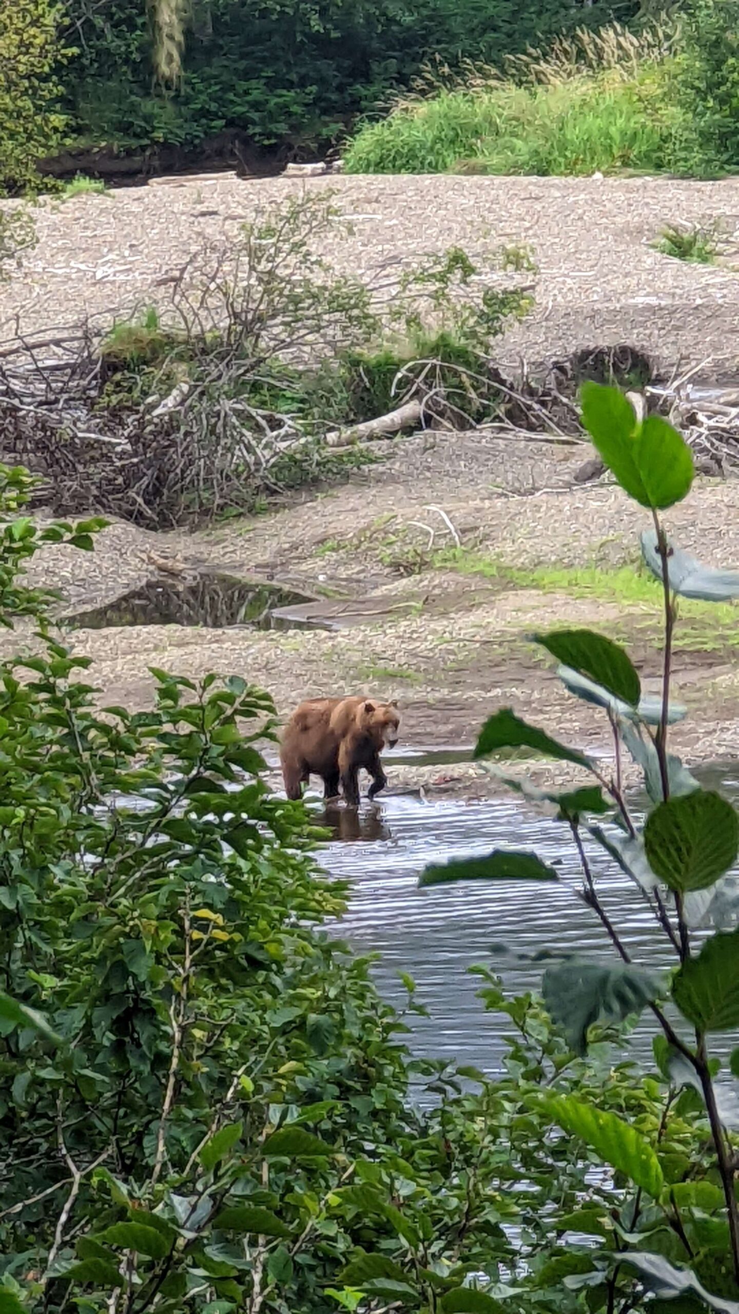 Alaskan Bear