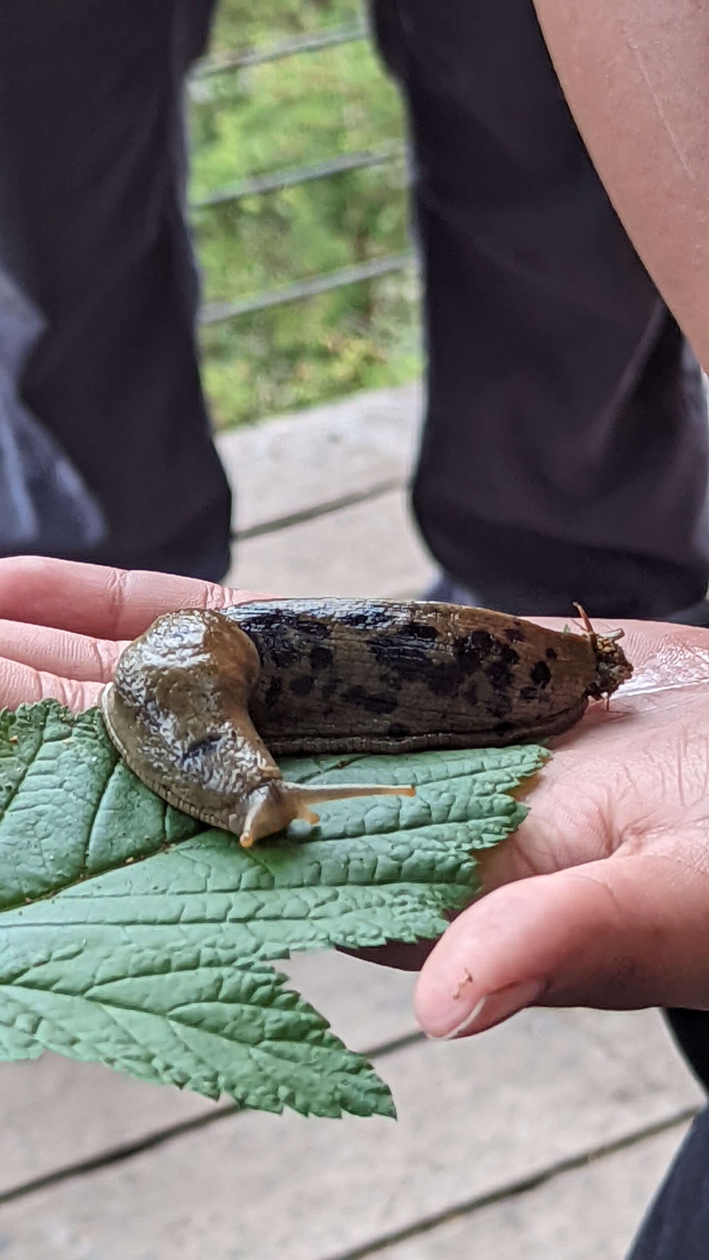 Slug Alaska