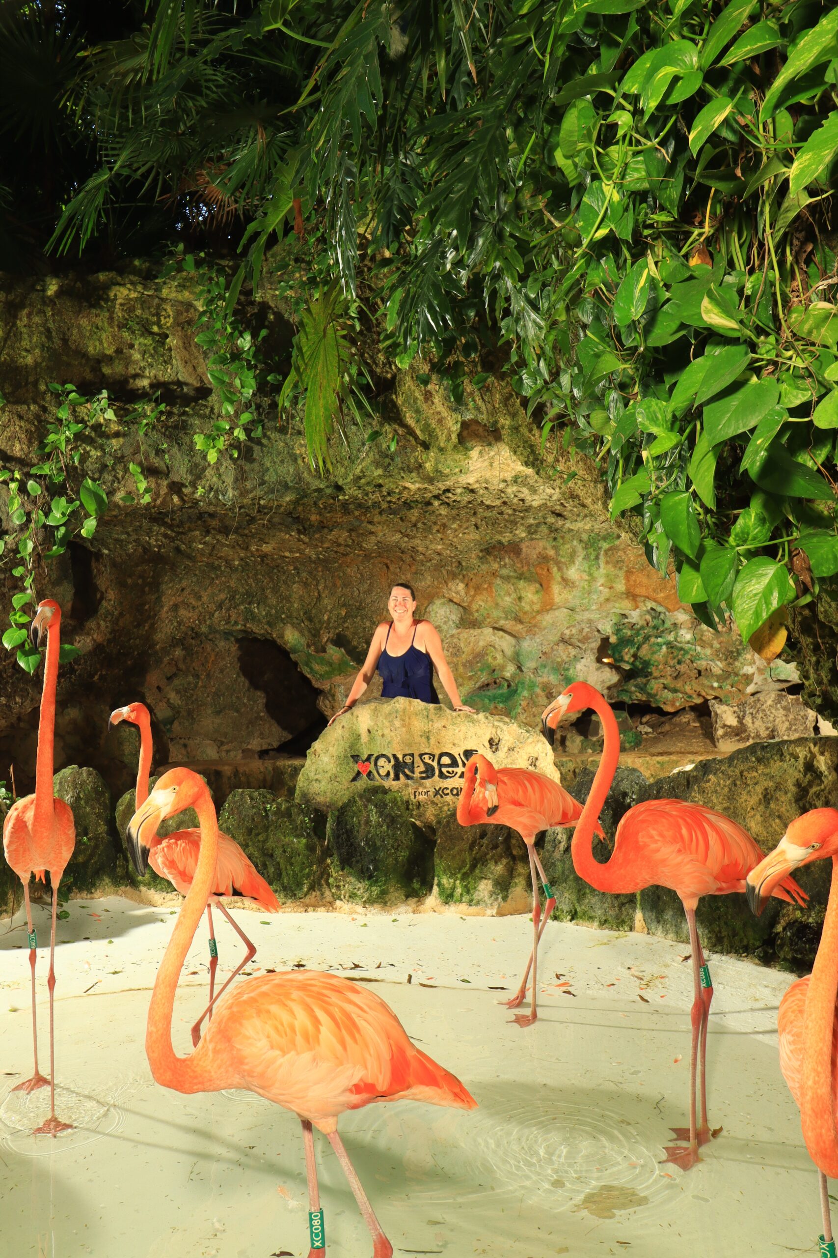 Flamingos Xenses