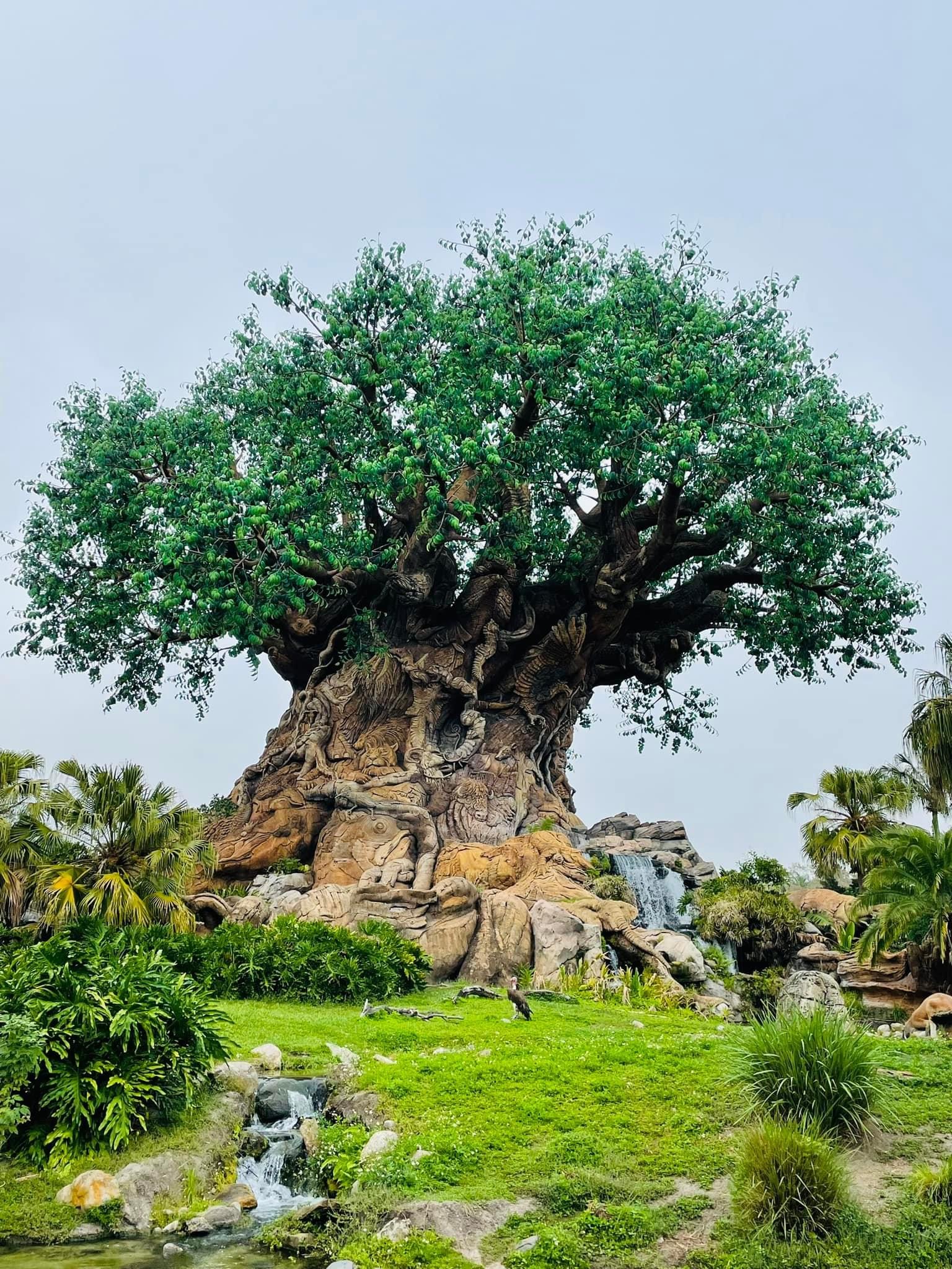 Animal Kingdom New Menus